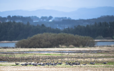 BB 14 0344 / Anser brachyrhynchus / Kortnebbgås
